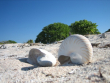 Nautilusmuscheln am Strand